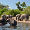 Muchenje Safari Lodge elephants