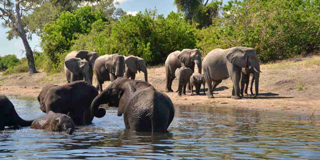 Muchenje Safari Lodge elephants