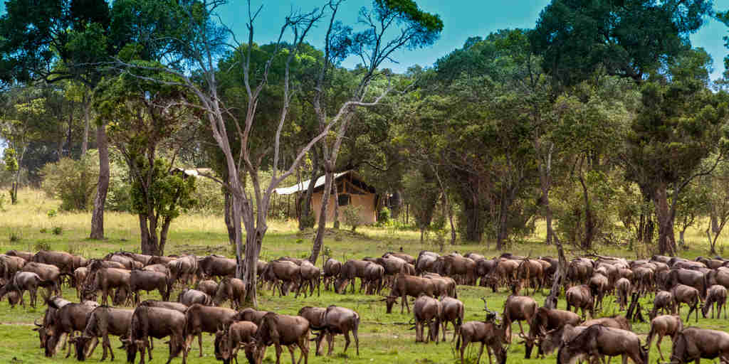 Lemala Mara migration