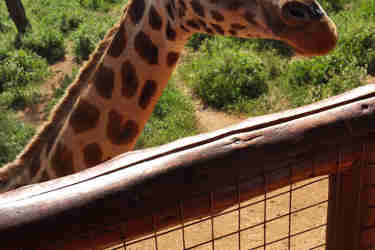 greg client review yellow zebra safari kenya 2