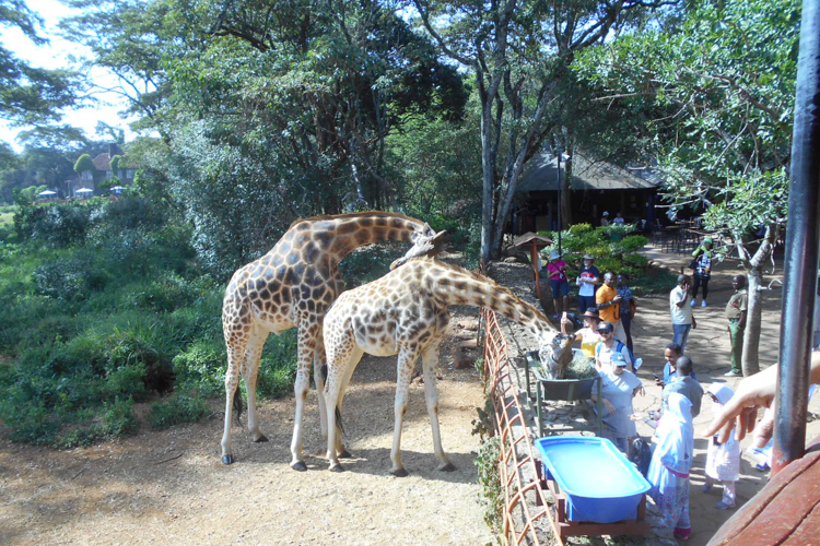 greg client review yellow zebra safari kenya 4