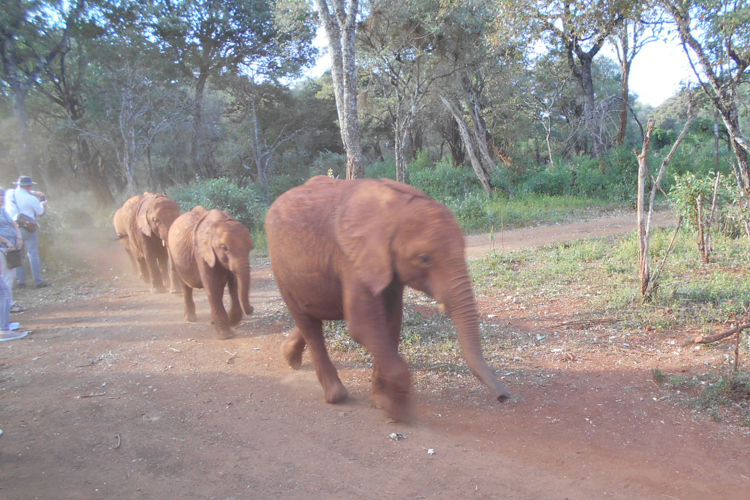 greg client review yellow zebra safari kenya 5