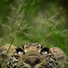 Leopard, Ross Couper, Wildlife Photogrpahy, Where To Go In 2026