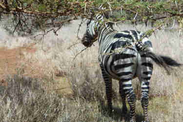 greg client review yellow zebra safari kenya 11