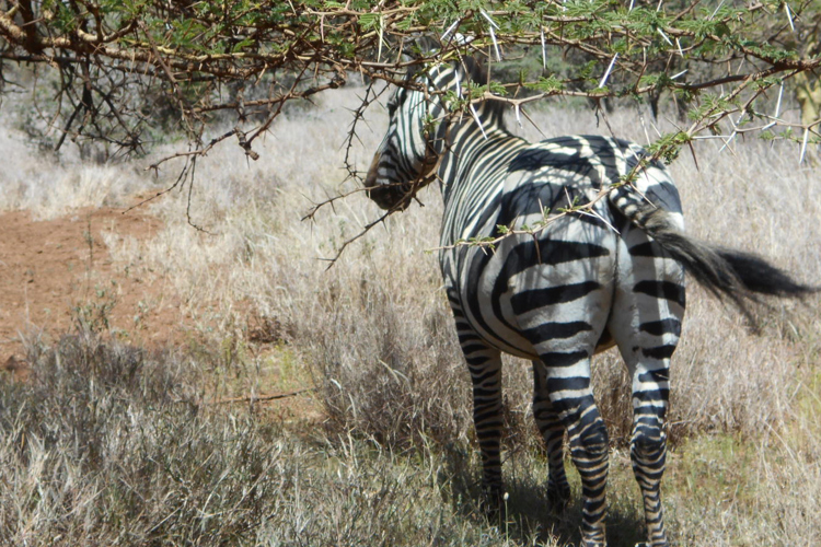 greg client review yellow zebra safari kenya 11