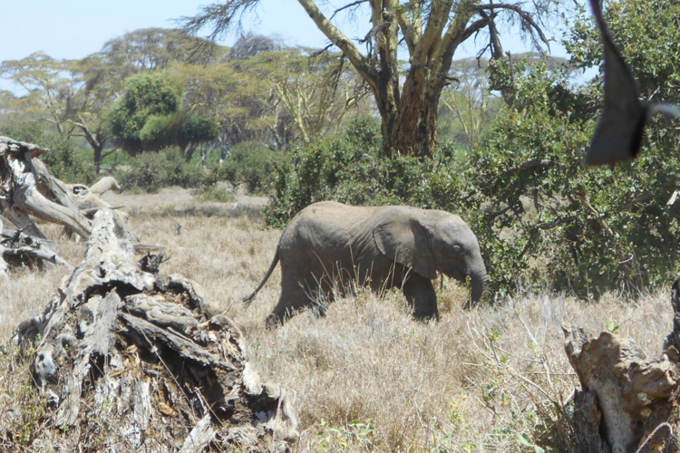greg client review yellow zebra safari kenya 12