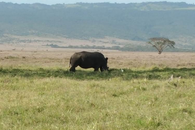 greg client review yellow zebra safari kenya 14