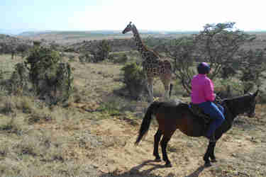 greg client review yellow zebra safari kenya 15