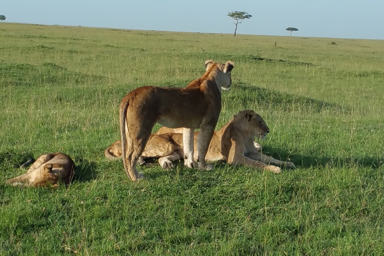 greg client review yellow zebra safari kenya 26