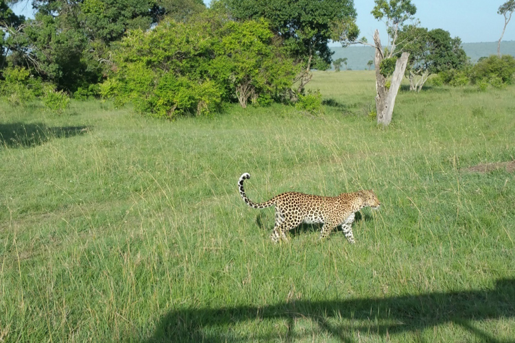 greg client review yellow zebra safari kenya 27