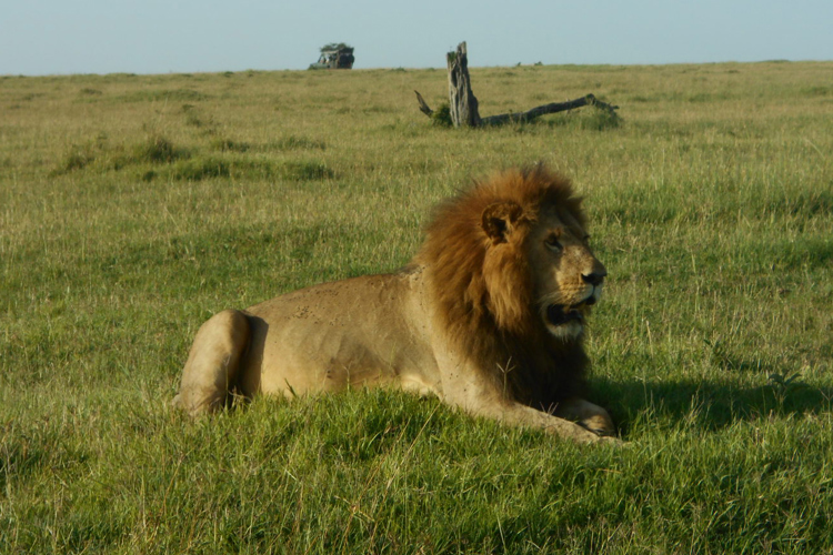 greg client review yellow zebra safari kenya 37