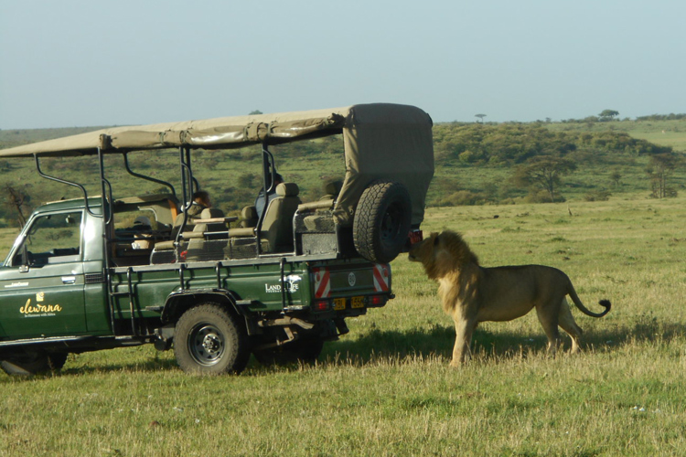 greg client review yellow zebra safari kenya 38
