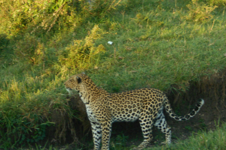 greg client review yellow zebra safari kenya 39