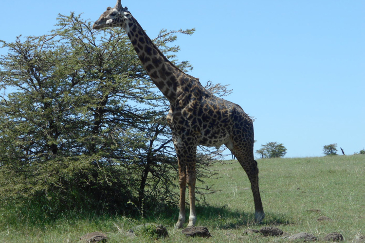greg client review yellow zebra safari kenya 41