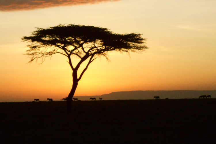 greg client review yellow zebra safari kenya 49