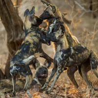 Wild Dogs Zimbabwe Safari