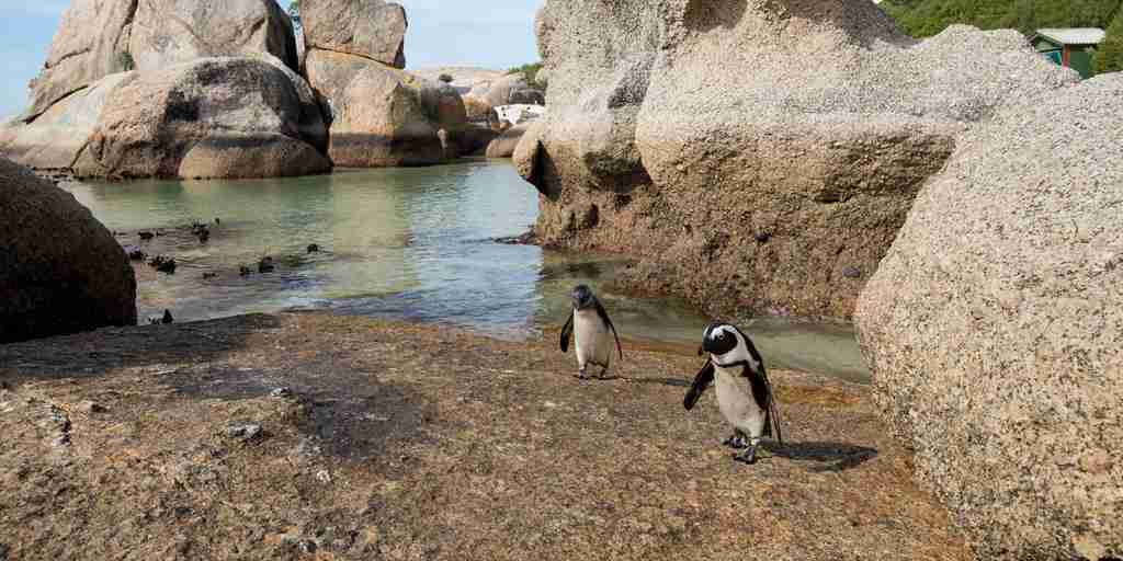 Boulders beach penguins Cape Town