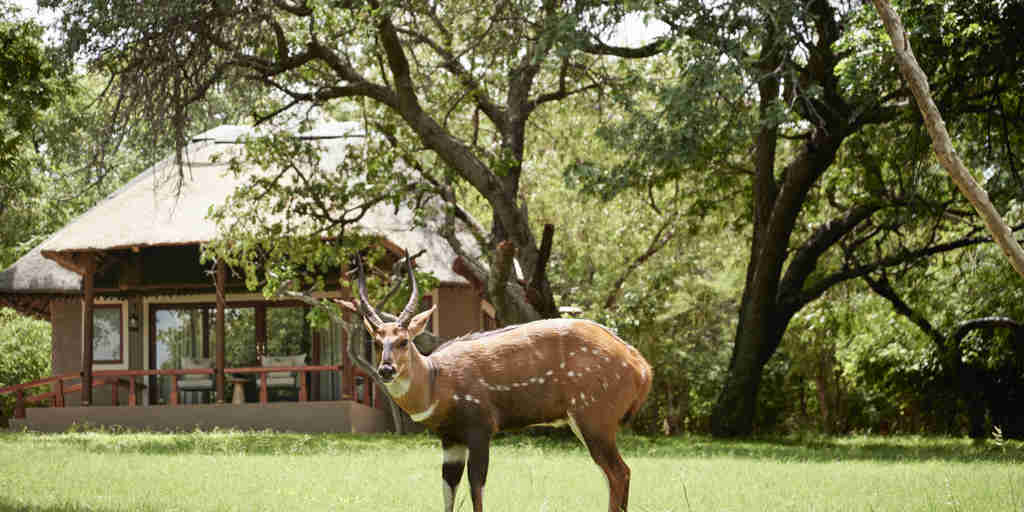 Sanctuary Chobe Chilwero deer