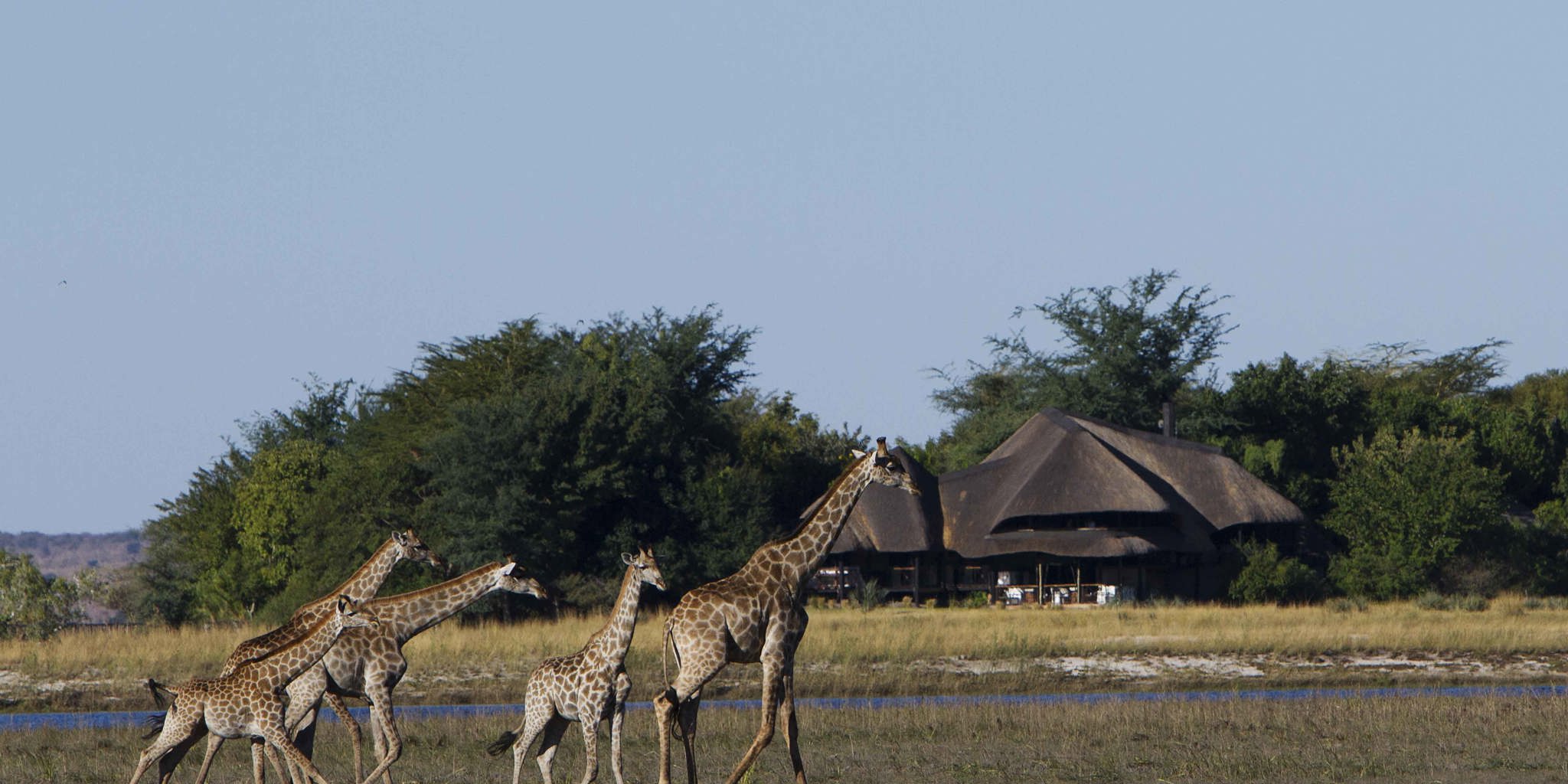 Chobe Savanna Lodge giraffes