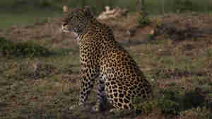 Nalango leopard wildlife mara kenya yellow zebra safaris