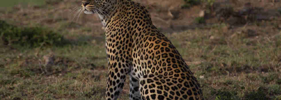 Nalango leopard wildlife mara kenya yellow zebra safaris