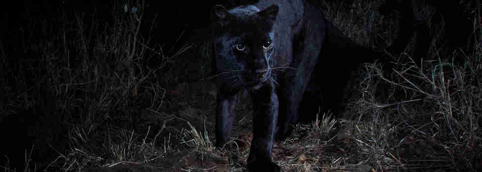 willbl black leopard 1
