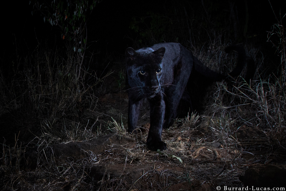willbl black leopard 1