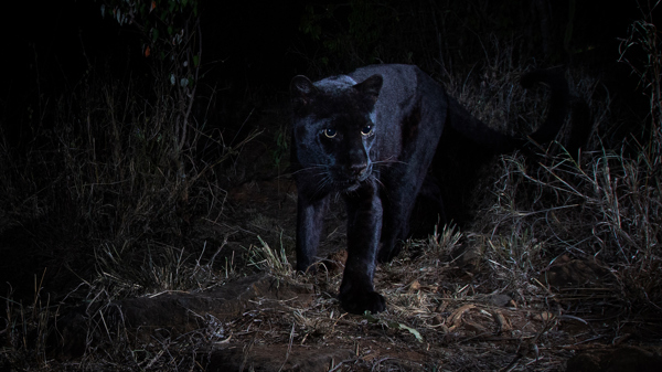 willbl black leopard 1