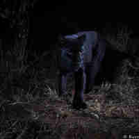 willbl black leopard 1