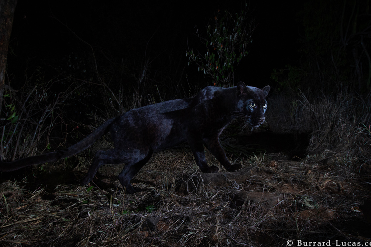 willbl black leopard 2