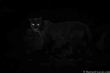 willbl black leopard 5