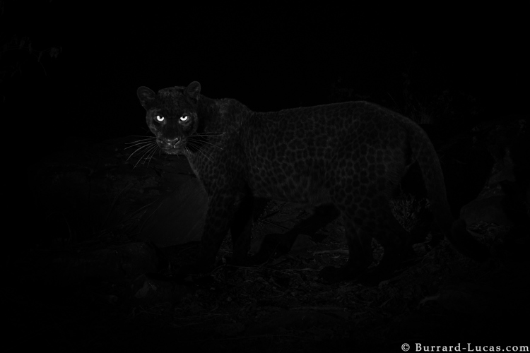 willbl black leopard 5