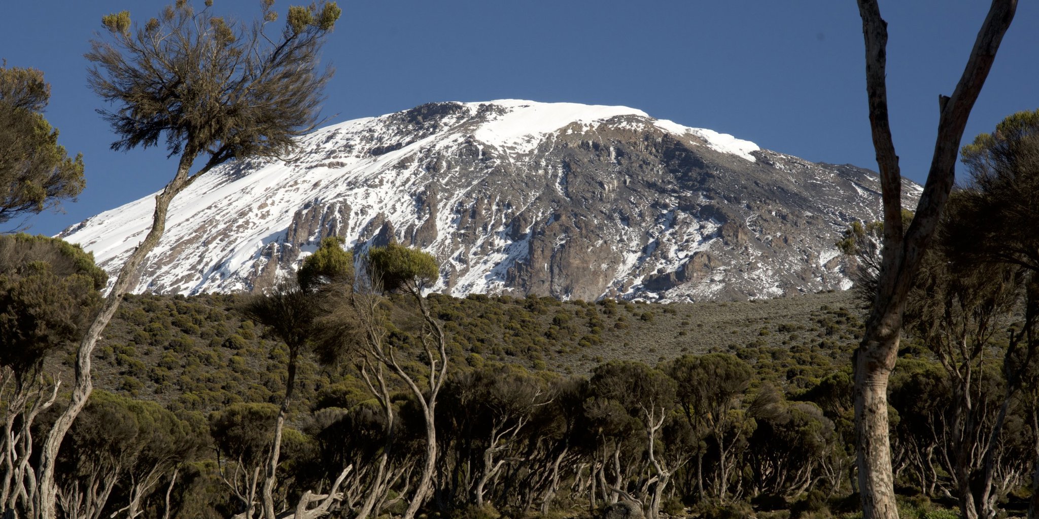 Kilimanjaro Forest