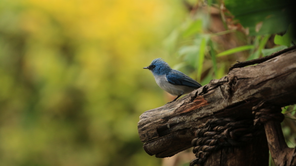 blue flycatcher birding yellow zebra safaris