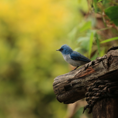 blue flycatcher birding yellow zebra safaris