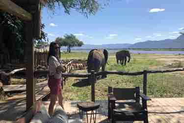 client nyamatusi camp 4 zimbabwe yellow zebra safaris