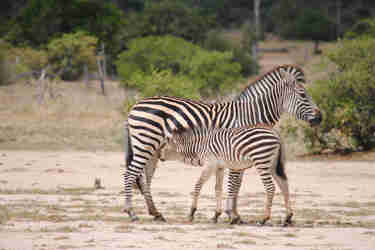 client nyamatusi camp 8 zimbabwe yellow zebra safaris