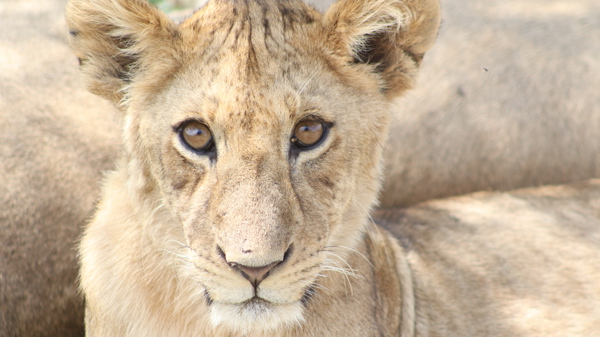 lion stare tarangire tanzani yellow zebra safaris