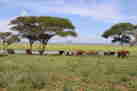 tarangire green season tanzani yellow zebra safaris