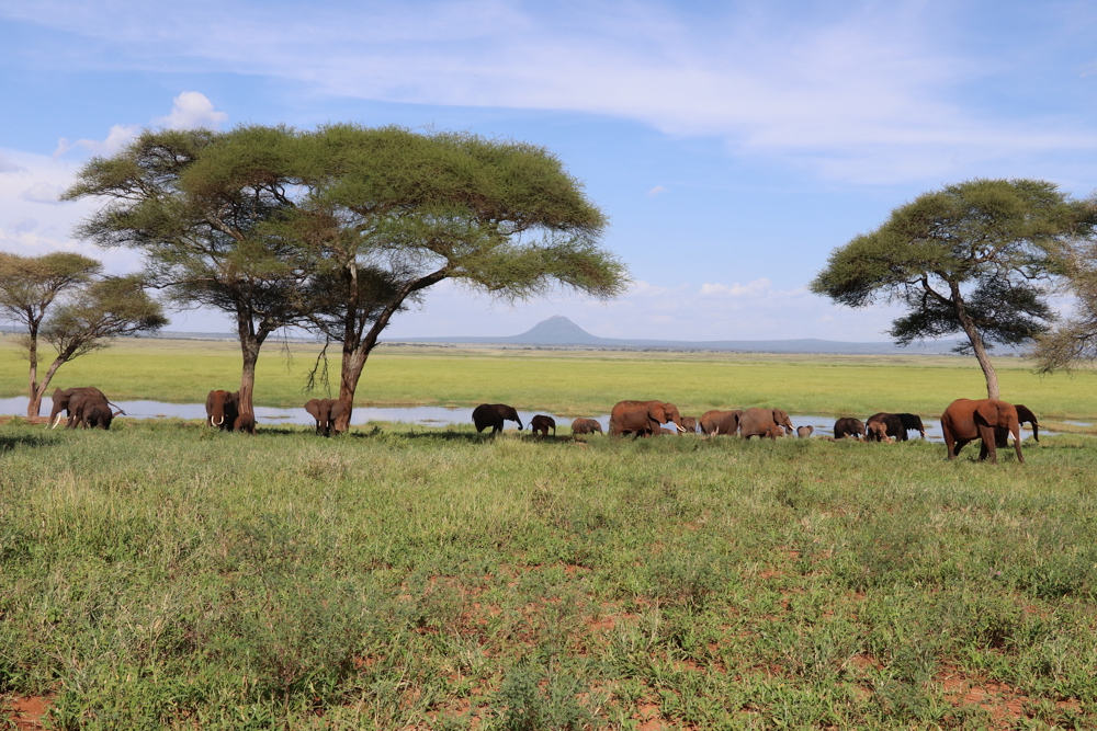 tarangire green season tanzani yellow zebra safaris