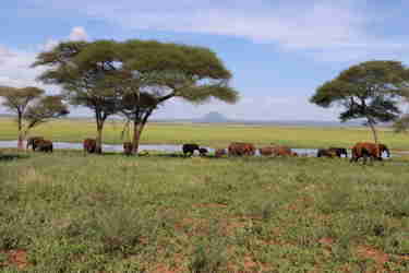 view tarangire tanzani yellow zebra safaris