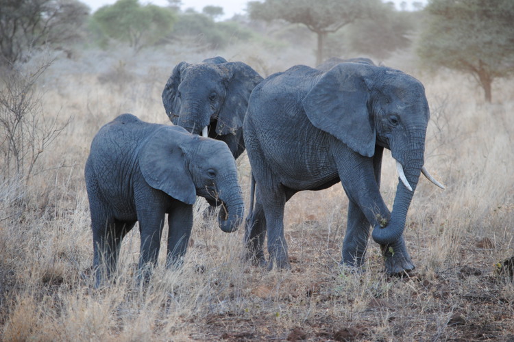 meru national park elephant big five yellow zebra safaris