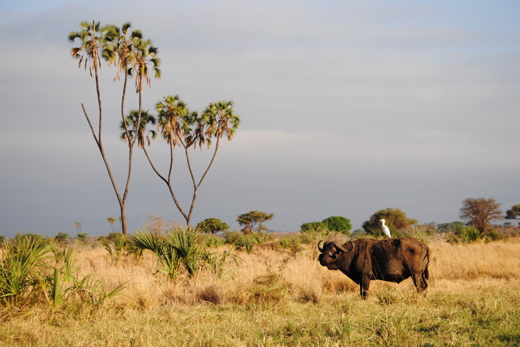 meru national park kenya yellow zebra safaris