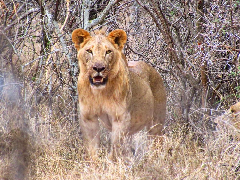 meru national park lion big five yellow zebra safaris