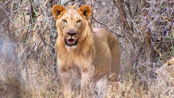 meru national park lion big five yellow zebra safaris