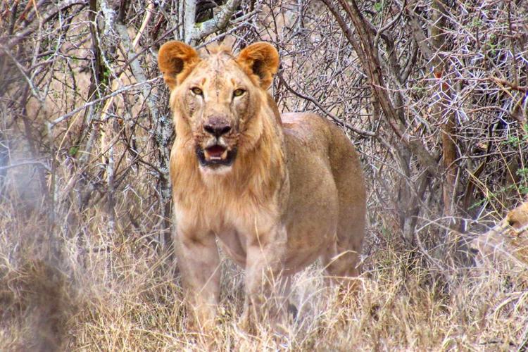 meru national park lion big five yellow zebra safaris
