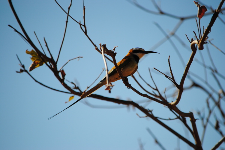 meru national par birdlife2 kenya yellow zebra safaris