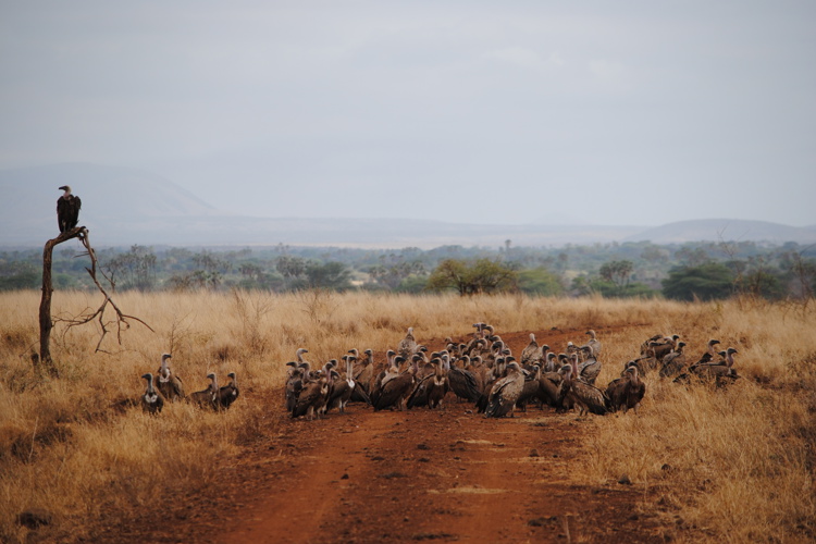 meru national par birdlife3 kenya yellow zebra safaris