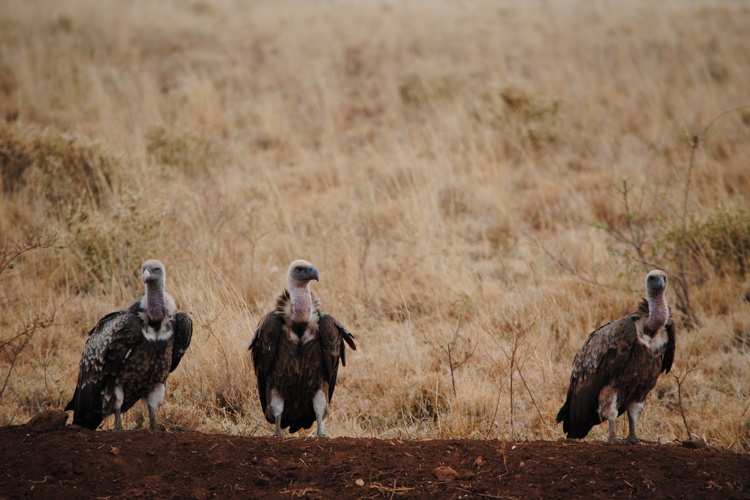meru national par birdlife4 kenya yellow zebra safaris