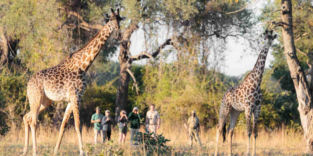 Walking Safari Nkonzi Bush Camp Zambia